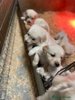 Golden Retriever perros cachorros de Golden Retriever machos y hembras - Anuncio 2