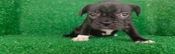 Bulldog Francés perros en venta: Bulldog francés  - Anuncio 14