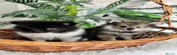 Pomerania perros en venta: POMERANIA  - Anuncio 4