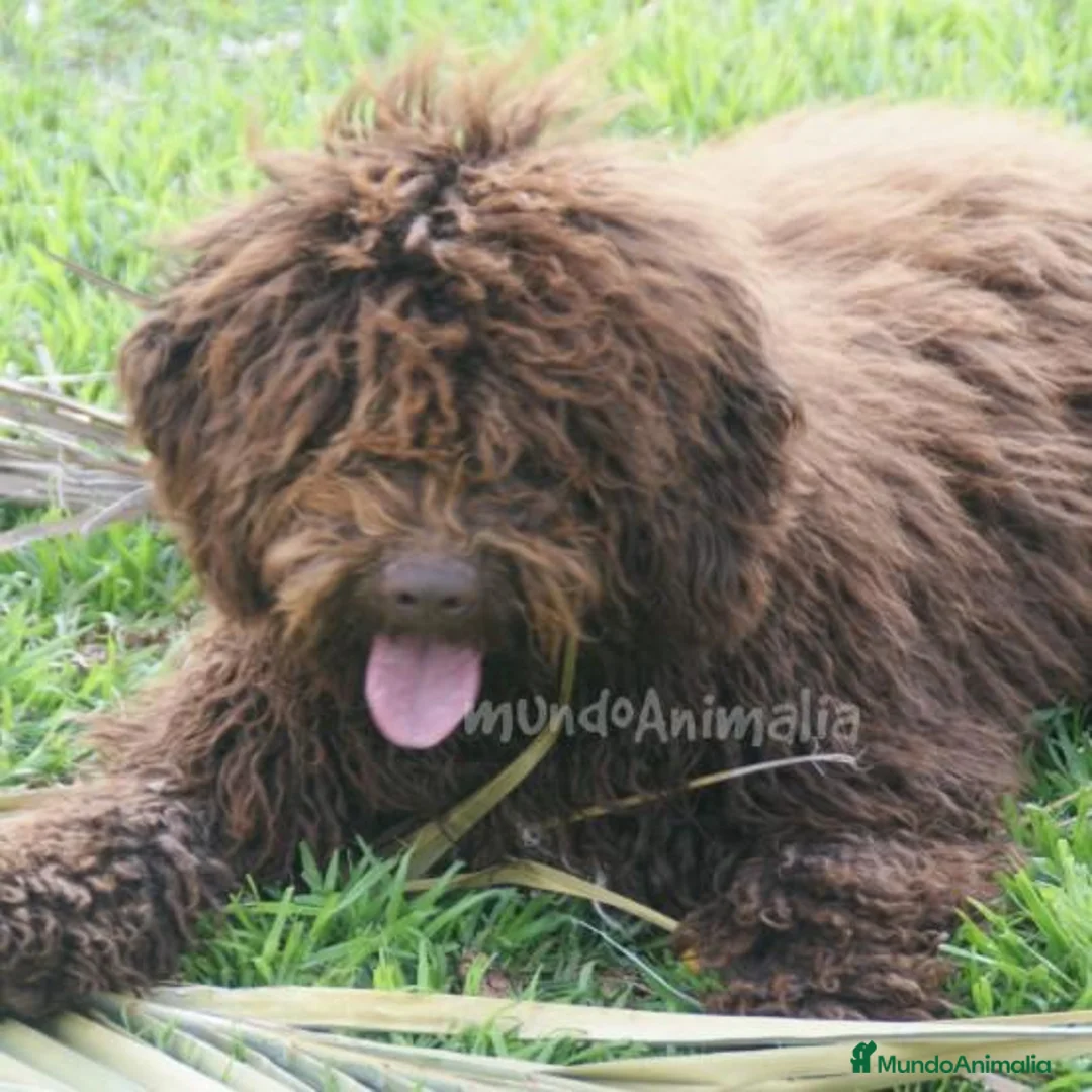 Imagen de galería {{count}}