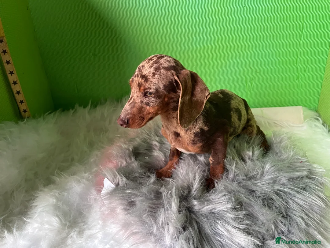 Teckel Miniatura perros en venta: Cachorro de teckel - Anuncio 2
