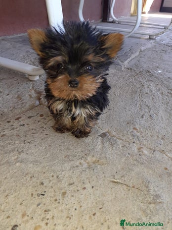 Yorkshire Terrier perros en Badajoz - Anuncio 3