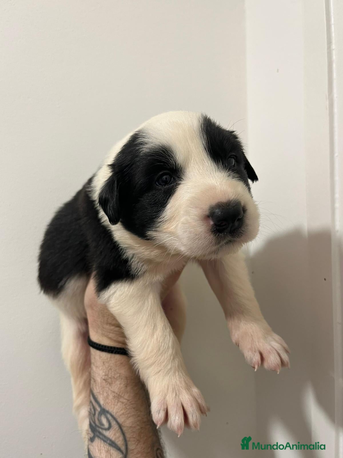 Border Collie perros en venta: Boeder collie  - Anuncio 5