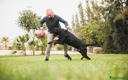 Rottweiler perros para monta: ROTTWEILER CAMPEÓN DE ESPAÑA PARA MONTAS - Anuncio 5