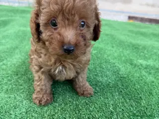 Caniche Toy perros Cachorritos Caniche Toy - Anuncio 2