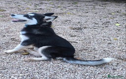 Husky Siberiano perros en venta: Hembrita de husky siberiana - Anuncio 4
