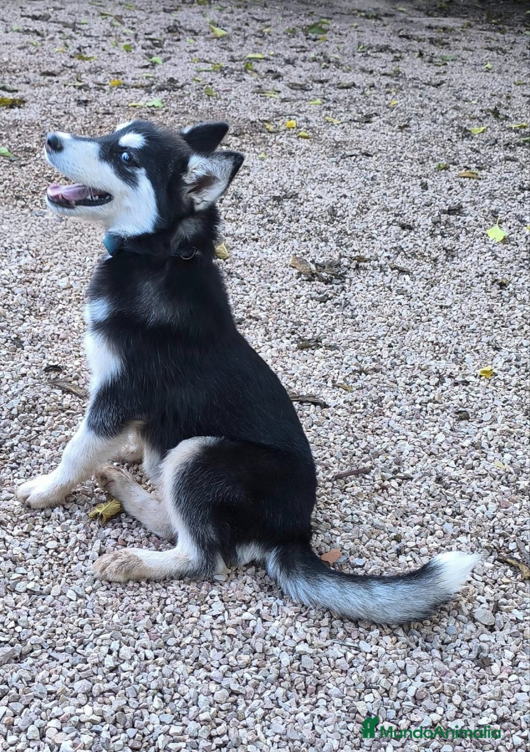 Husky Siberiano perros en venta: Hembrita de husky siberiana - Anuncio 4