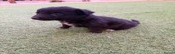 Border Collie perros en venta: Border collie - Anuncio 2
