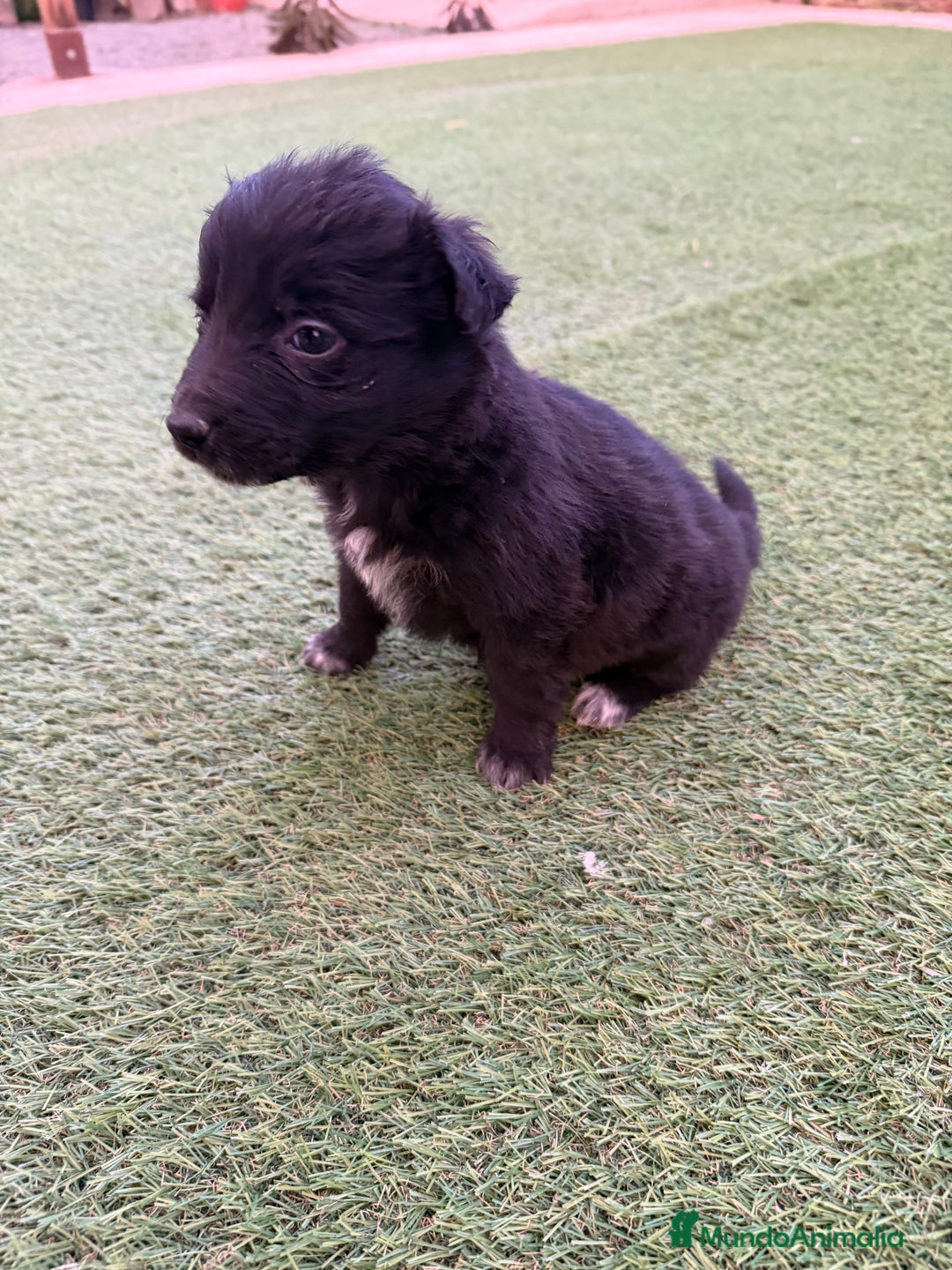 Border Collie perros en venta: Border collie - Anuncio 2