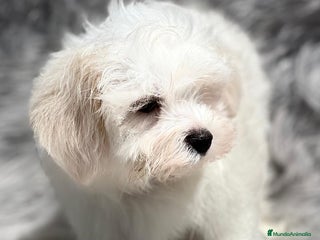 Bichón Maltés perros en Barcelona - Anuncio 26