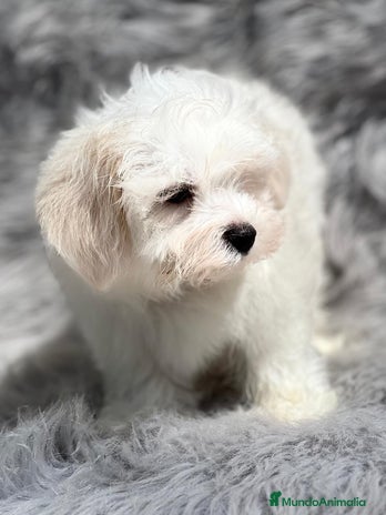 Bichón Maltés perros en Barcelona - Anuncio 17