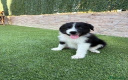 Border Collie perros en venta: Disponible cachorro Border collie  - Imagen 3