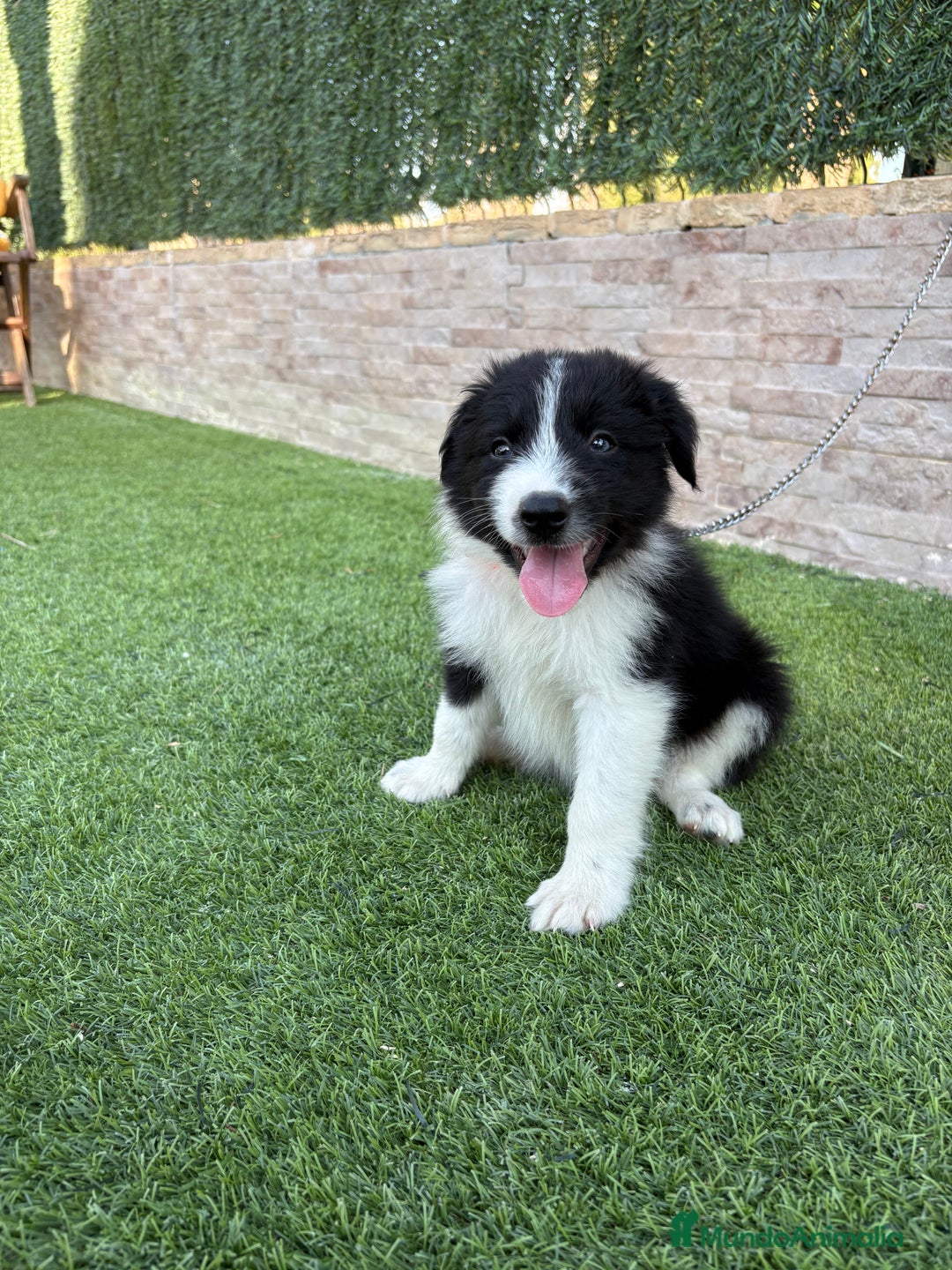 Border Collie perros en venta: Disponible cachorro Border collie  - Imagen 3