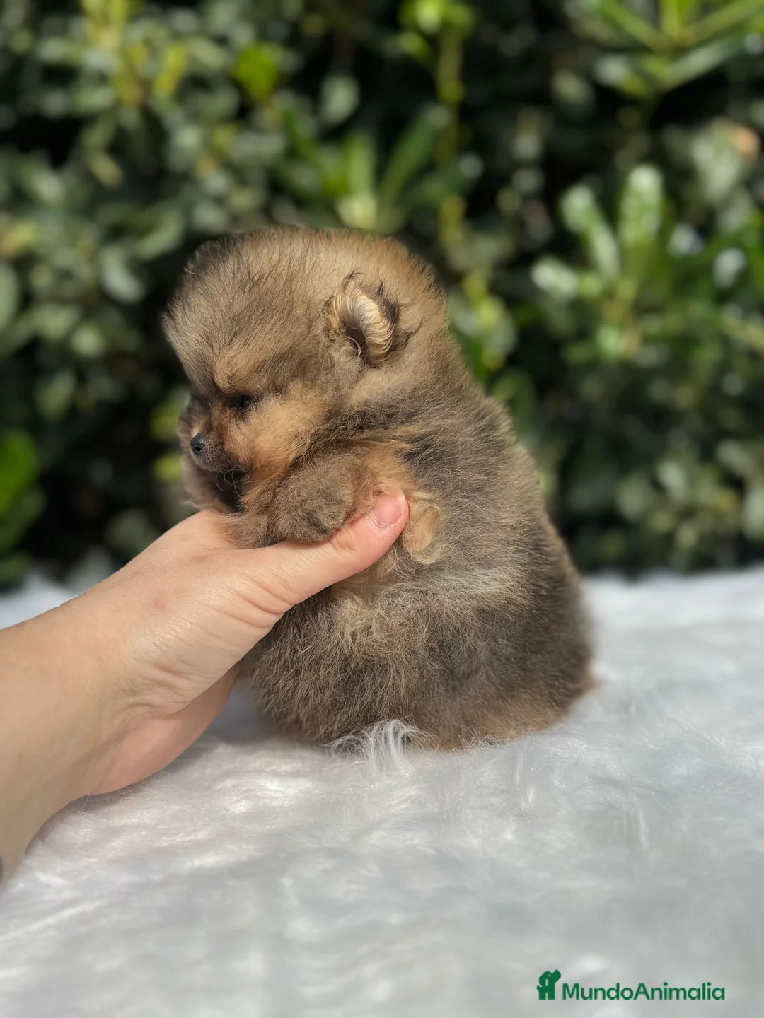 Pomerania perros en venta: AUTENTICOS POMERANIA, LOS MAS MINIATURAS. en Málaga - Anuncio 7