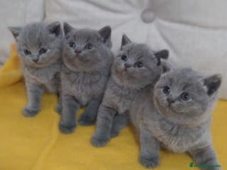 Británico de Pelo Corto gatos British Shorthair - Anuncio 2