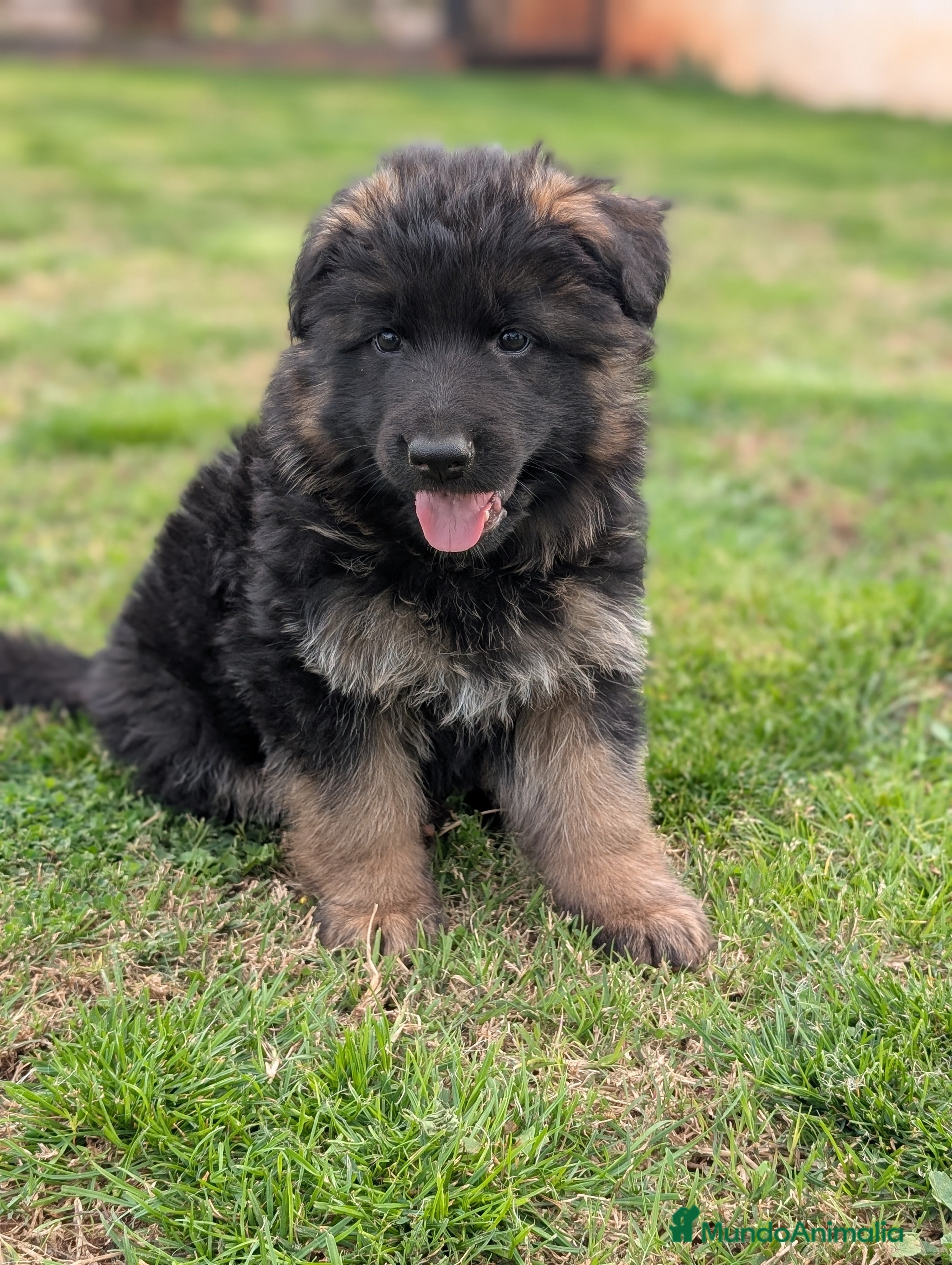 Pastor Alemán perros CAMADA DE PASTOR ALEMÁN  - Anuncio 2