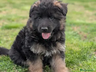 Pastor Alemán perros CAMADA DE PASTOR ALEMÁN - Anuncio 5