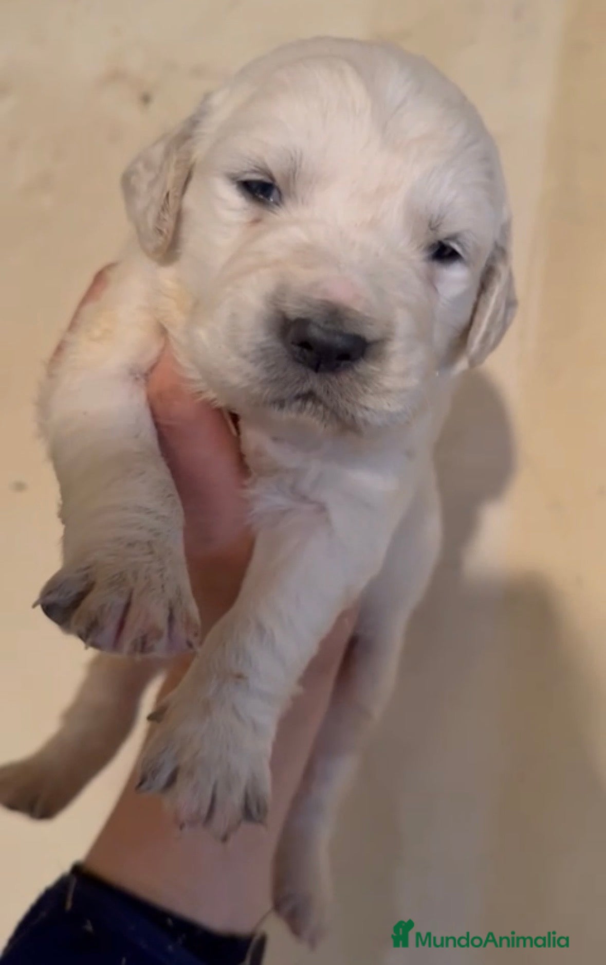 Golden Retriever perros Golden retriever macho - Anuncio 1