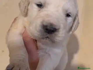 Golden Retriever perros Golden retriever macho - Anuncio 2