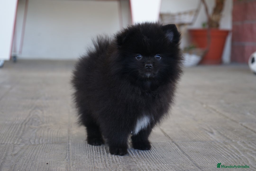 Pomerania perros en venta: 🐾 Monk – Pomerania negro mini toy 🌑 - Imagen 6