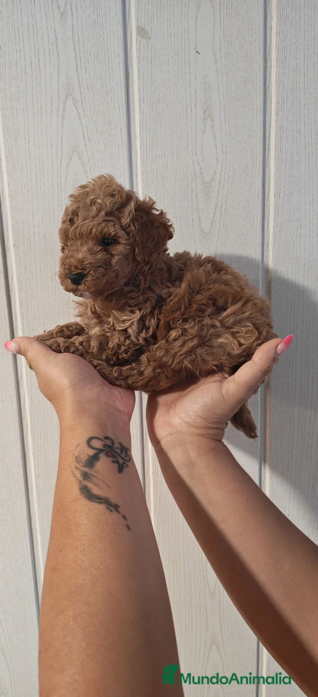 Caniche Toy perros en venta: ULTIMO Caniche Toy - Anuncio 5