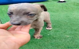 Whippet perros en venta: Whippet blue, isabela verdino - Imagen 20