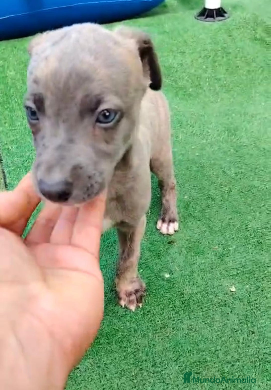 Whippet perros en venta: Whippet blue, isabela verdino - Imagen 20