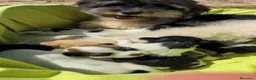 Bichón Habanero perros en venta: Machitos de bichon habanero - Anuncio 2