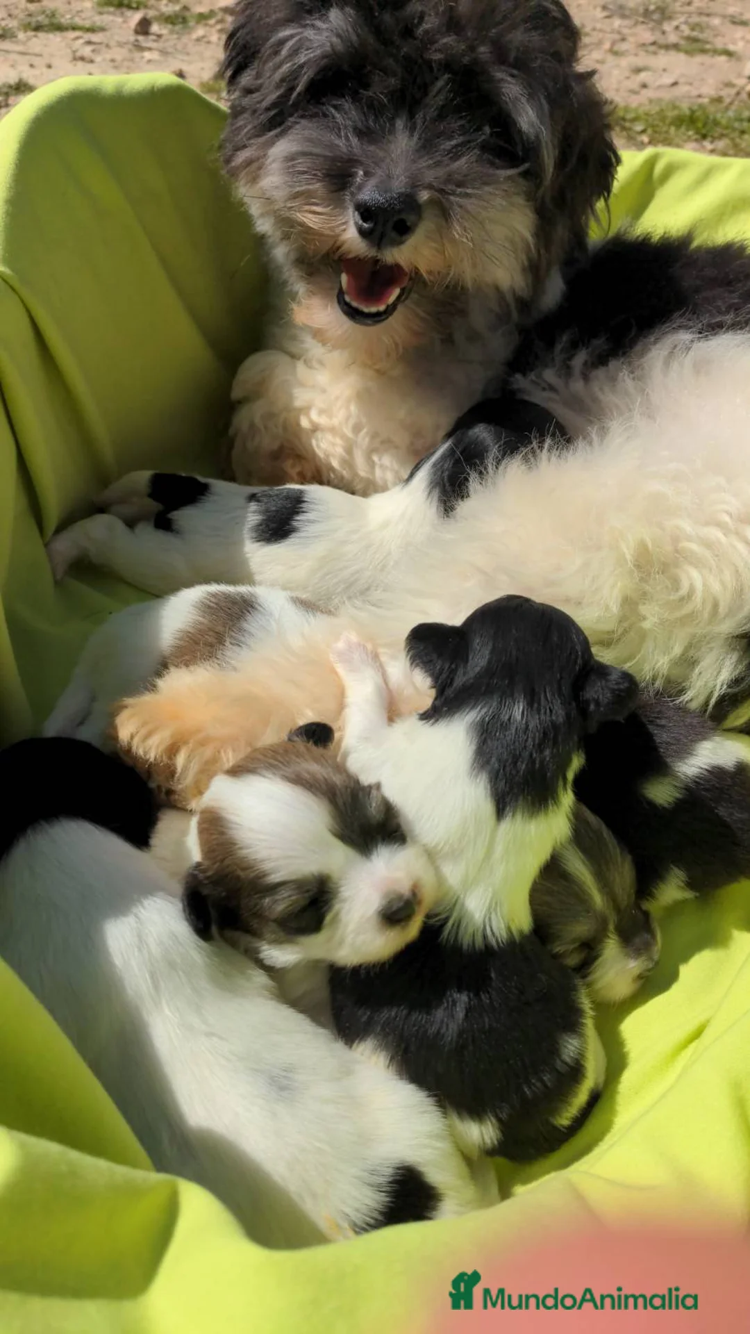 Bichón Habanero perros en venta: Machitos de bichon habanero - Anuncio 2