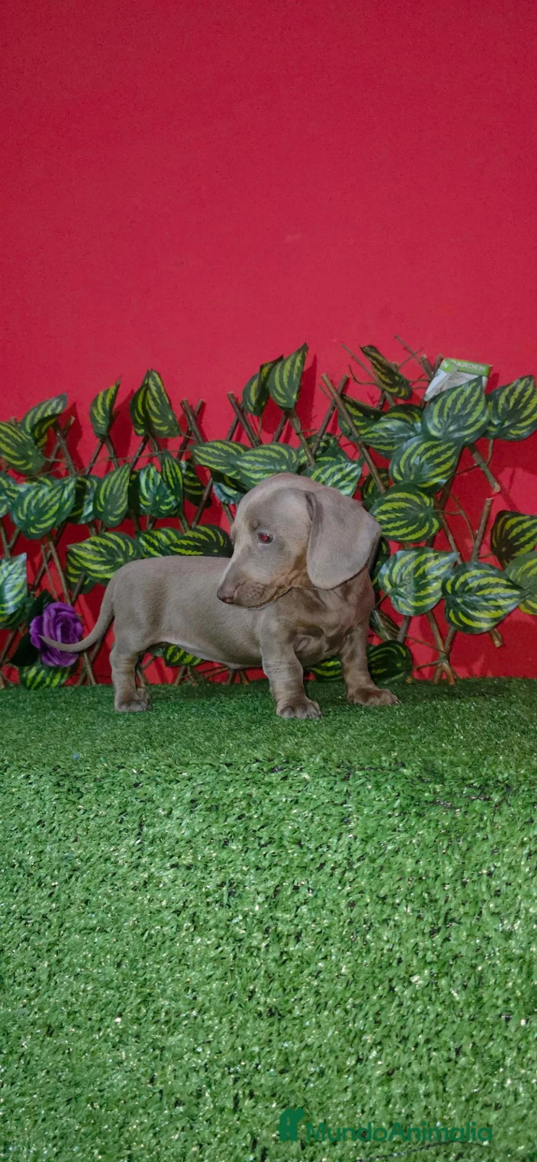 Teckel Miniatura perros en venta: Teckel kaninchen  - Anuncio 6