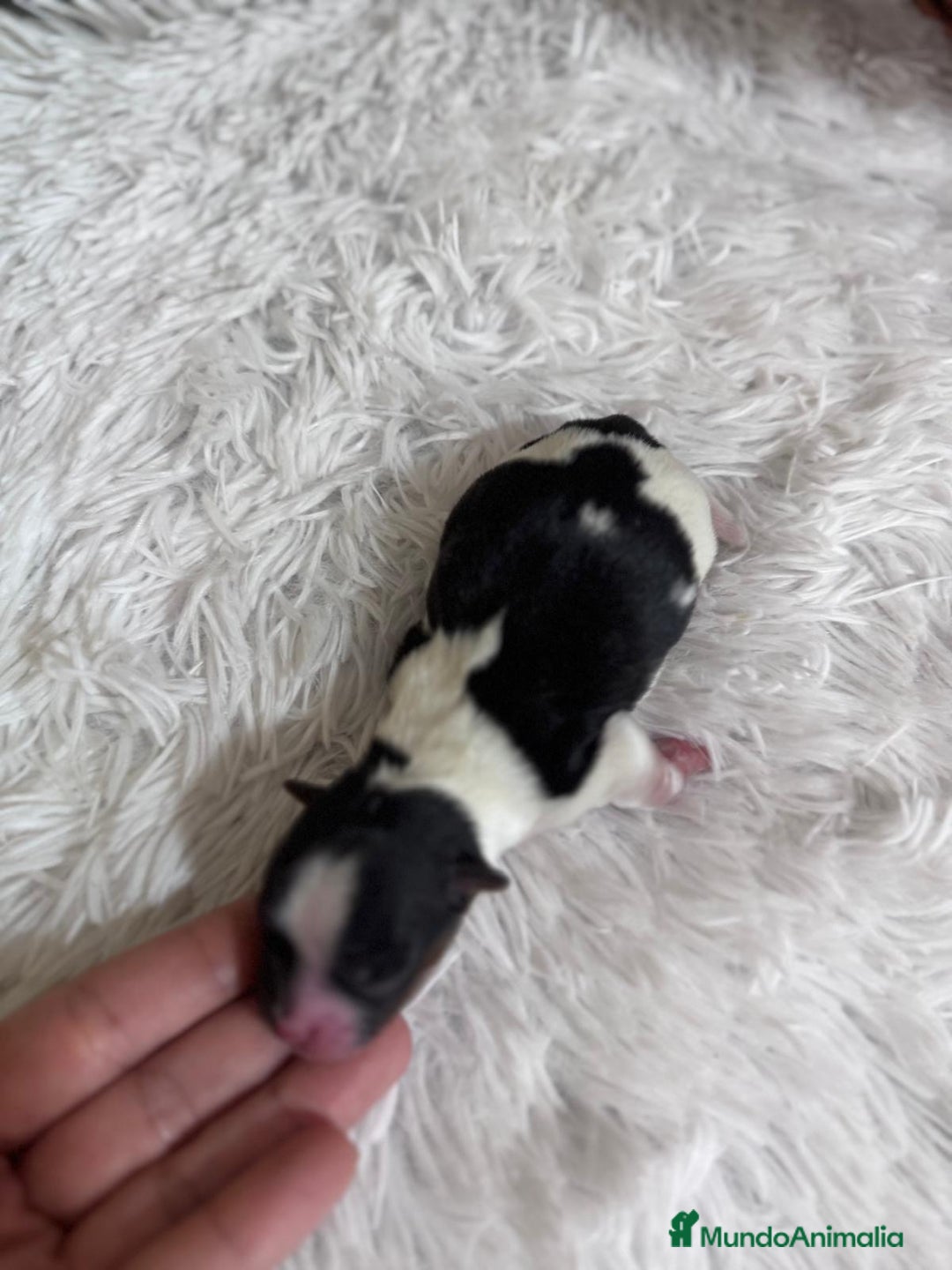 Yorkshire Terrier perros en venta: YORKSHIRE BIEWER HEMBRA - Imagen 7
