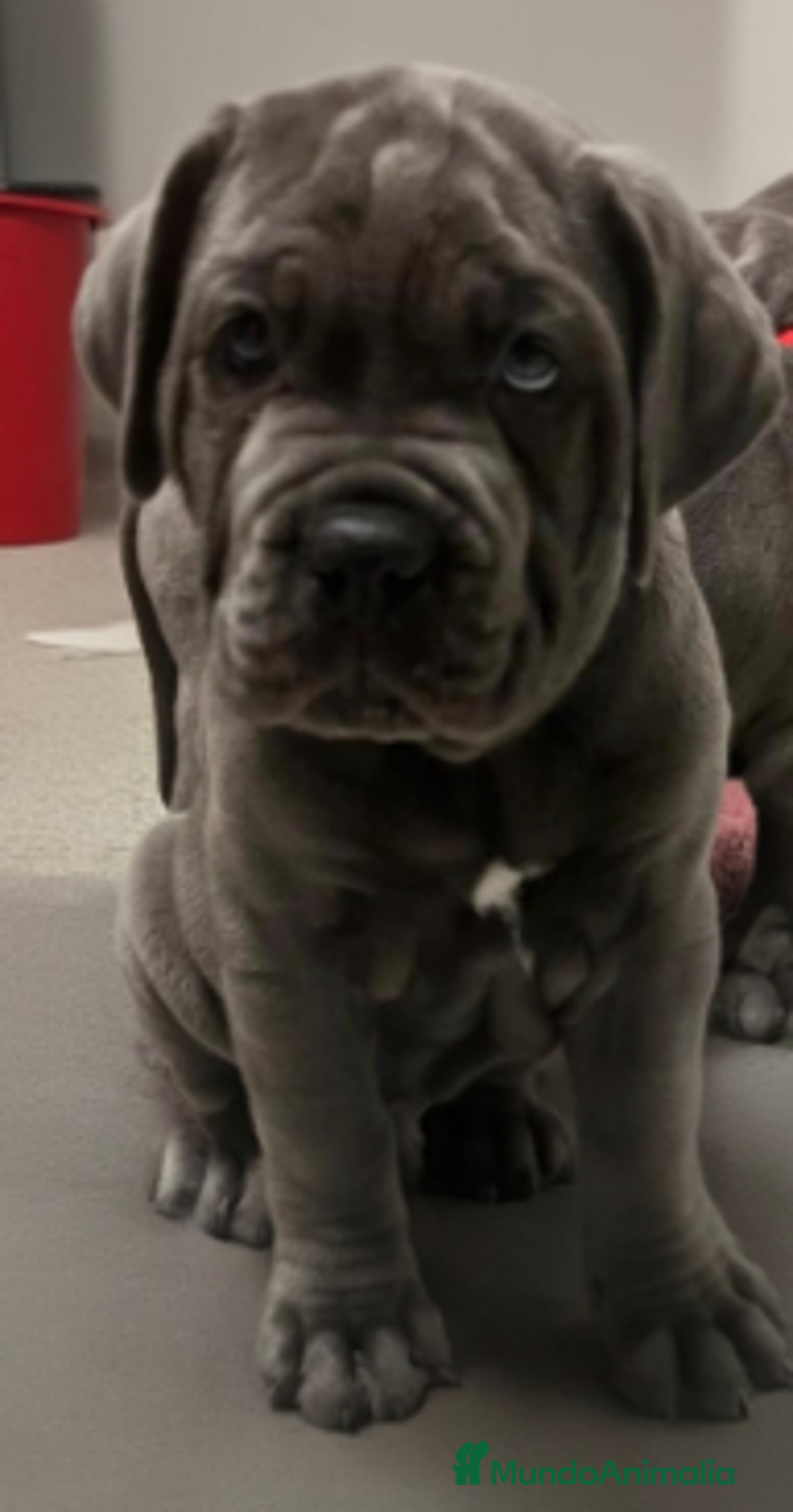 Cane Corso perros en venta: CACHORROS CANE CORSO  - Anuncio 4