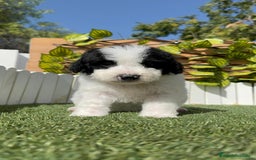 Perro de Agua Español perros en venta: PERRO DE AGUA ESPAÑOL MACHO - Imagen 8