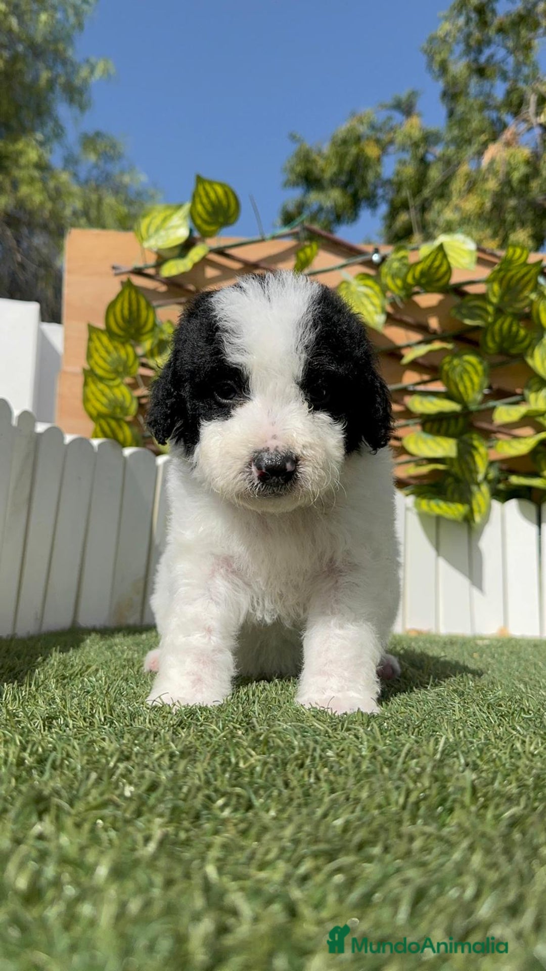 Perro de Agua Español perros en venta: PERRO DE AGUA ESPAÑOL MACHO - Imagen 8