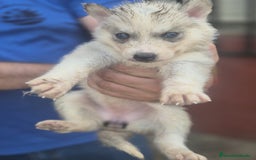 Husky Siberiano perros en venta: Husky siberiano  - Imagen 5