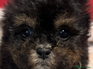 Shihpoo perros - Anuncio 4