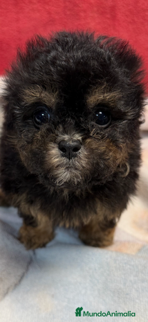 Shihpoo perros Monísimo ShihPoo Negro y fuego - Anuncio 4