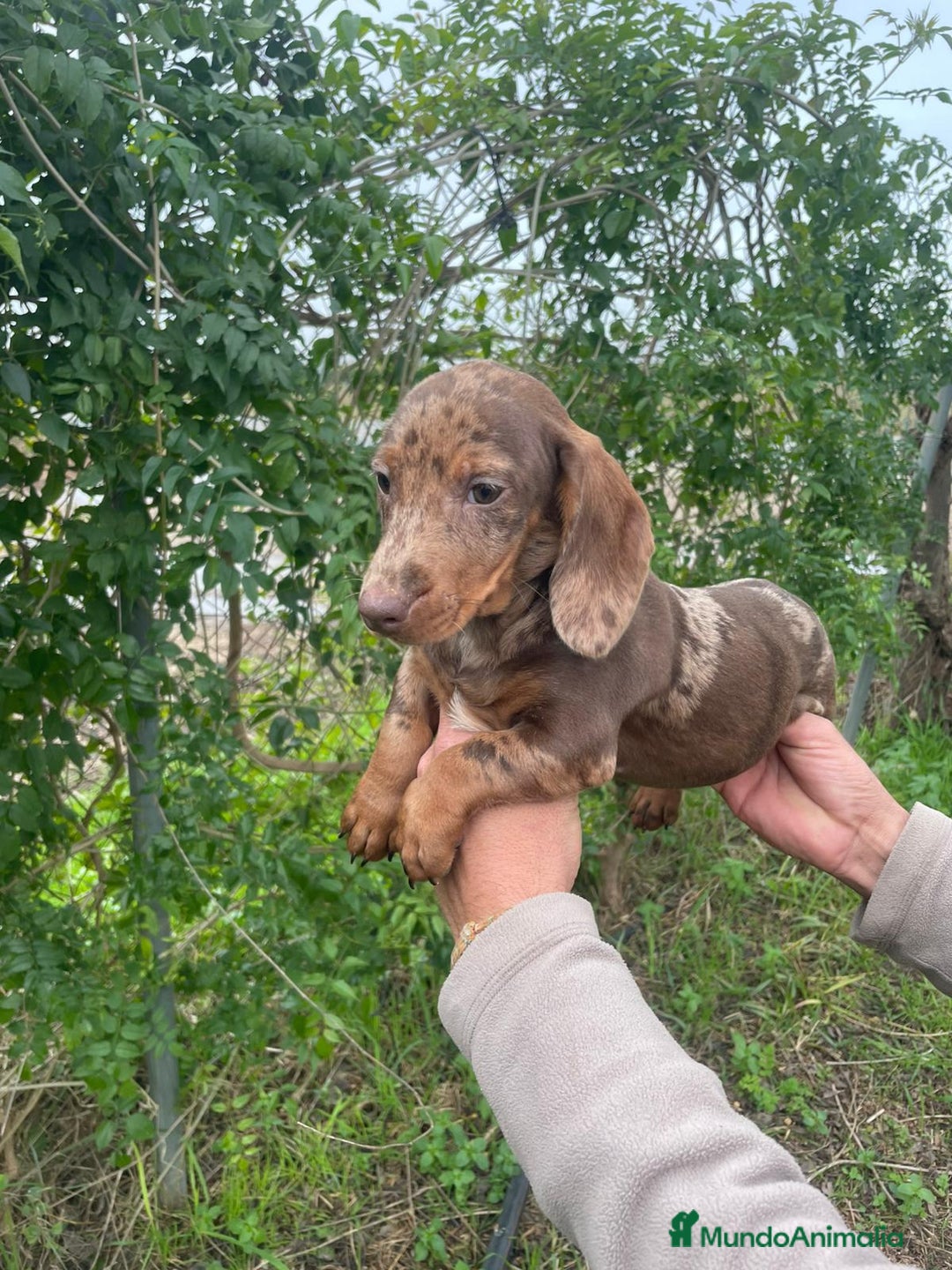 Teckel Miniatura perros en venta: TECKEL ARLEQUIN MACHO - Anuncio 2