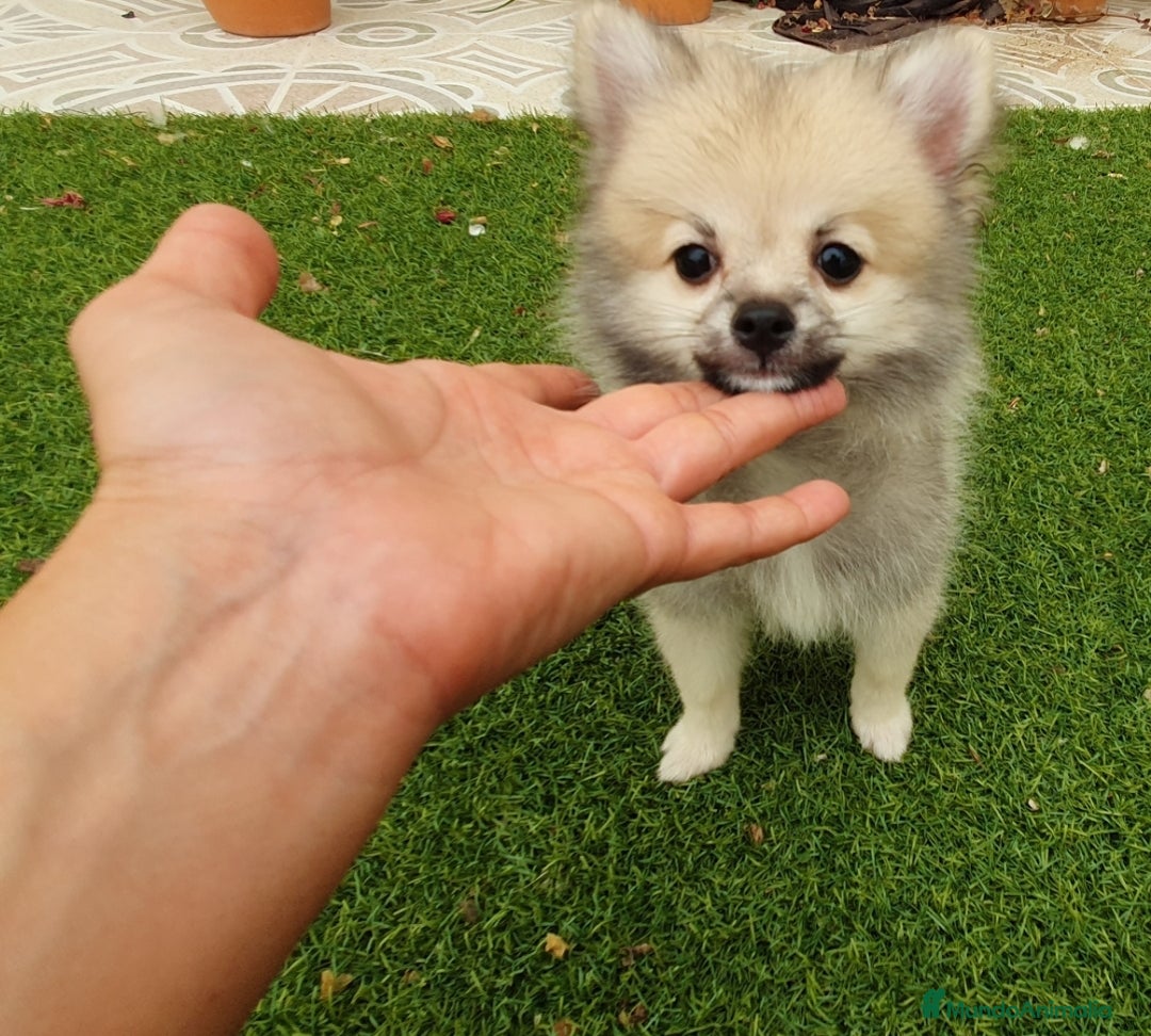 Pomerania perros en venta: Pomerania Cachorros Mini - Imagen 1