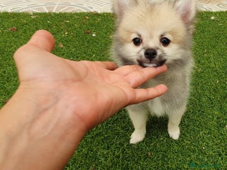 Pomerania perros - Anuncio 17