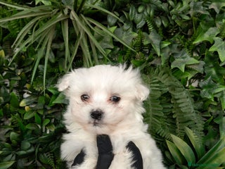 Bichón Maltés perros BELLOS BEBES DE BICHON MALTÉS - Anuncio 1