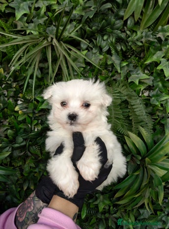 Bichón Maltés perros BELLOS BEBES DE BICHON MALTÉS - Anuncio 4