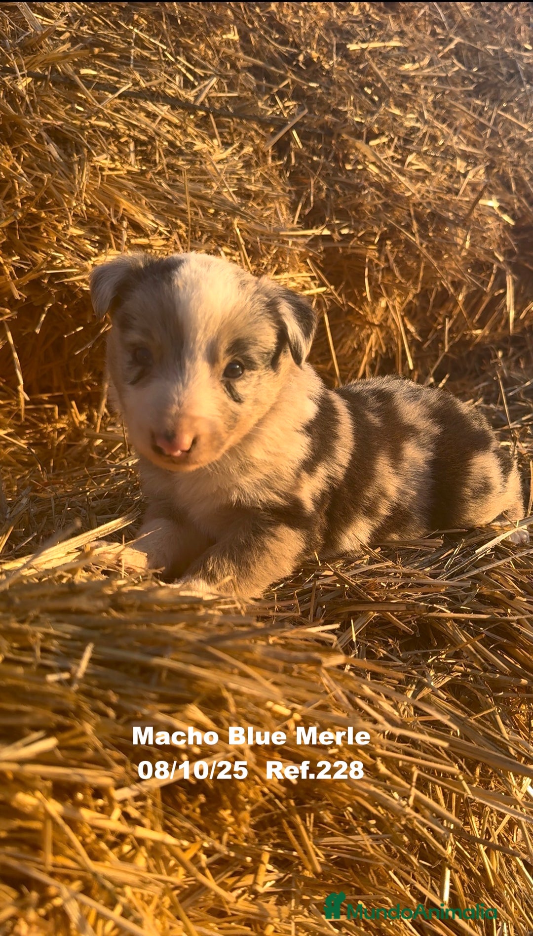 Border Collie perros en venta: Border Collie Blue Merle - Anuncio 24