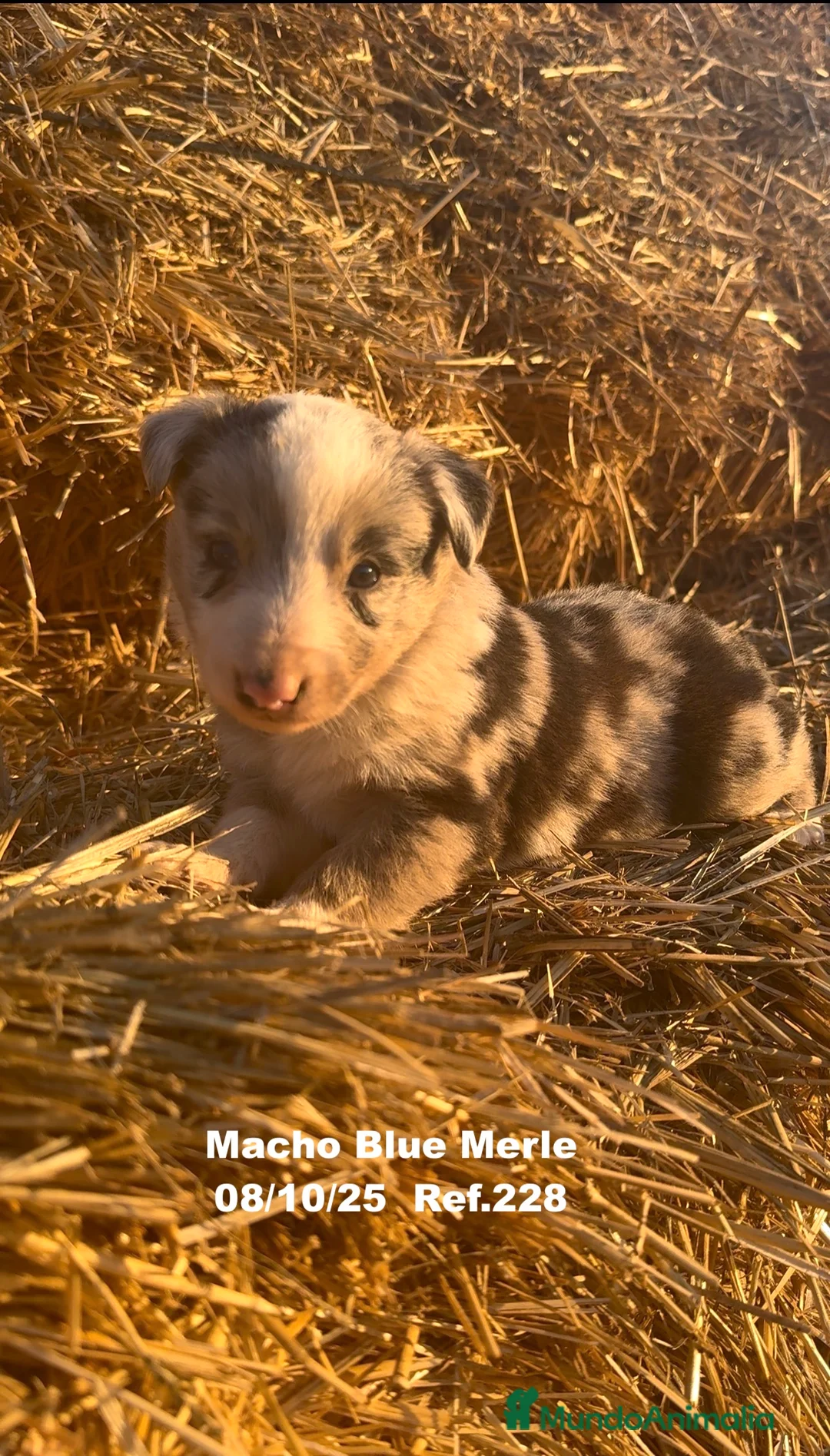 Border Collie perros en venta: Border Collie Blue Merle - Anuncio 24