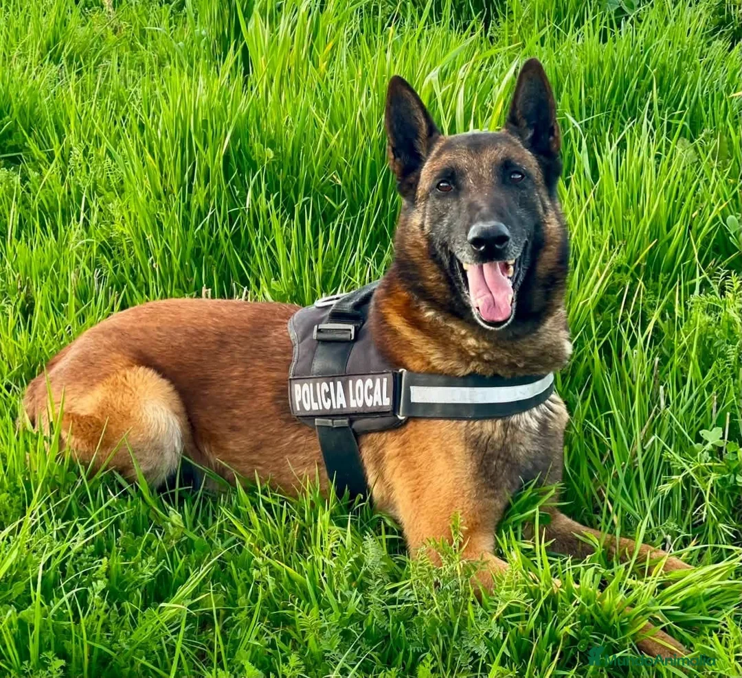 Pastor Belga Malinois perros en venta: MALINOIS LÍNEA DE TRABAJO  en Valencia - Anuncio 1