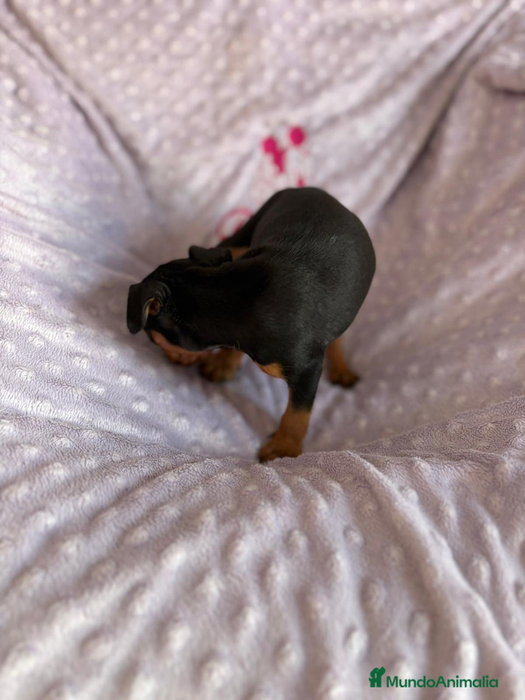 Pinscher Miniatura perros en venta: Pinscher miniatura  - Imagen 4