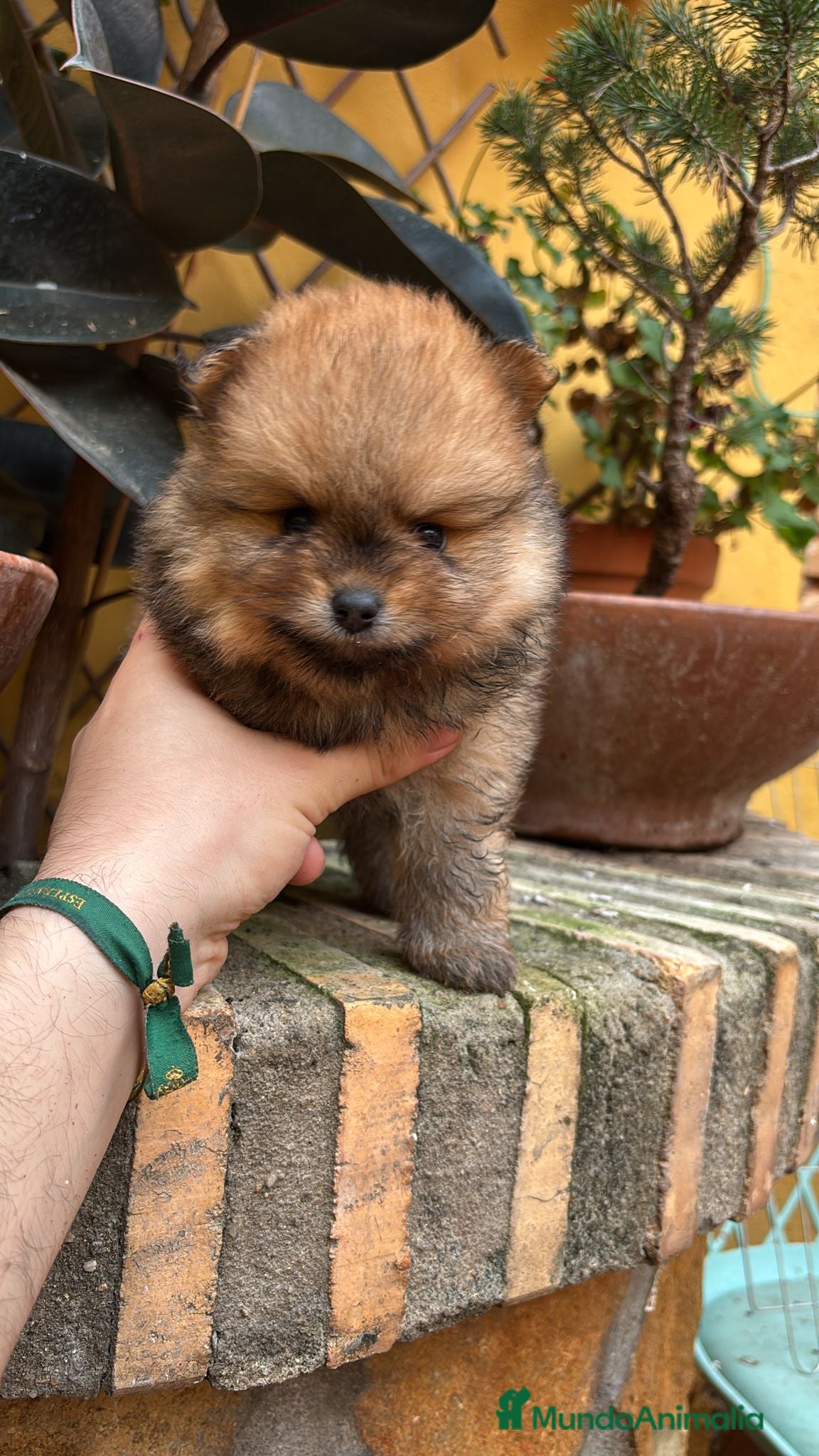Pomerania perros Pomerania Lulu línea rusa - Anuncio 25