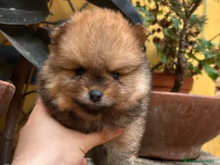 Pomerania perros Pomerania Lulu línea rusa - Anuncio 39