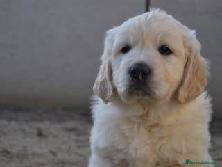 Golden Retriever perros CACHORROS DE GOLDEN RETRIEVER en Madrid - Anuncio 8