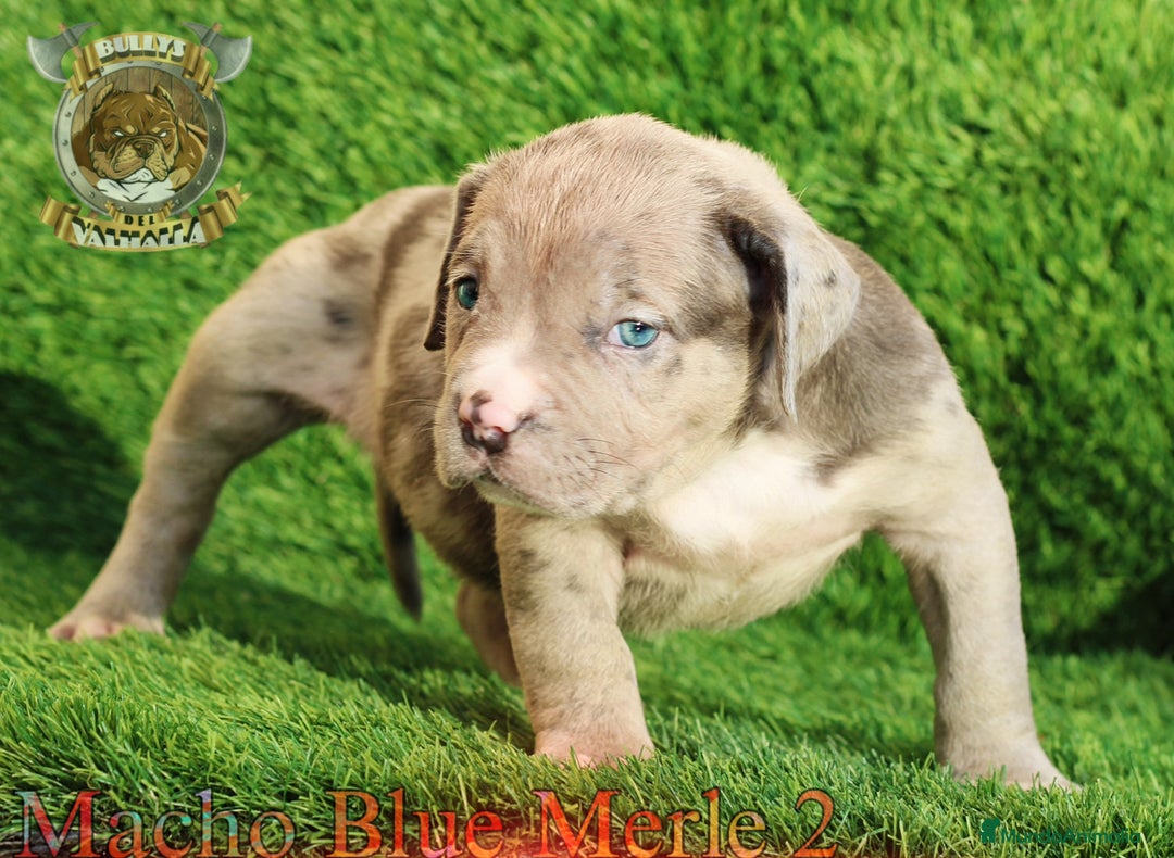 American Bully perros en venta: AMERICAN BULLY XL / AMERICAN BULLY XXL - Imagen 3